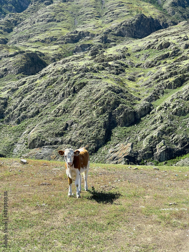 The cow grazing on the mountainside near huge rock