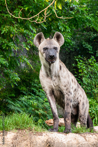 Spotted hyena stood looking at me.