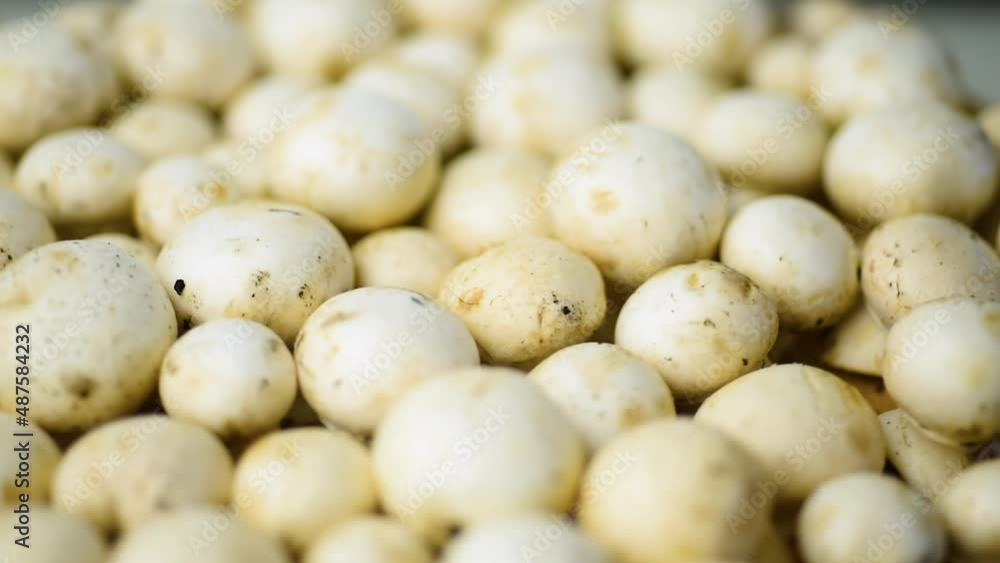fresh white champignons spin slowly. macro background