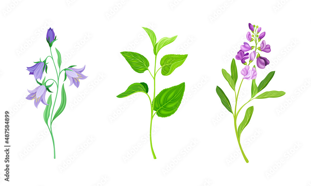 Violet Flower or Blossom on Leafy Stalk or Stem Vector Illustration Set