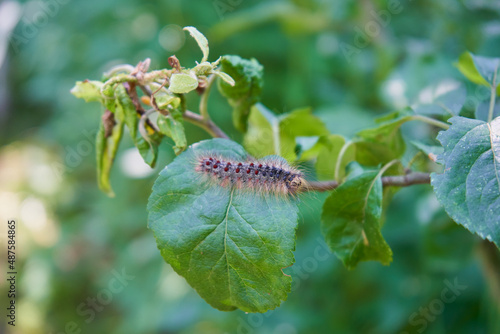 caterpillar on an apple tree,caterpillar eats apple leaves, pests on trees in the garden photo