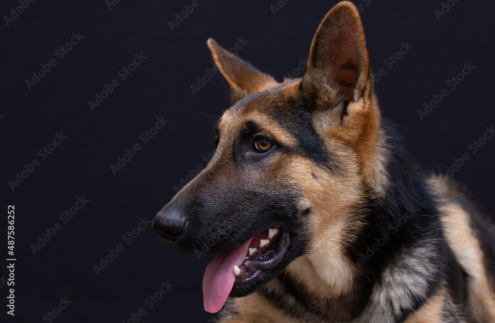Portrait of German Shepherd on black background