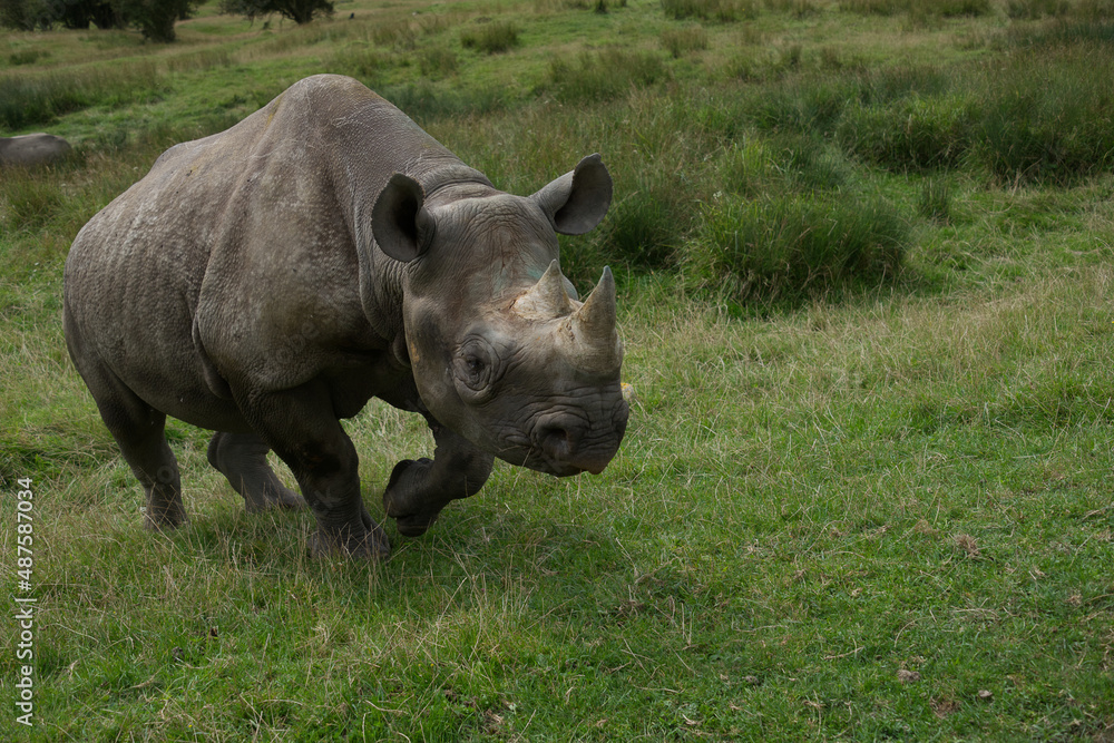 Fototapeta premium angry white rhino in the grass