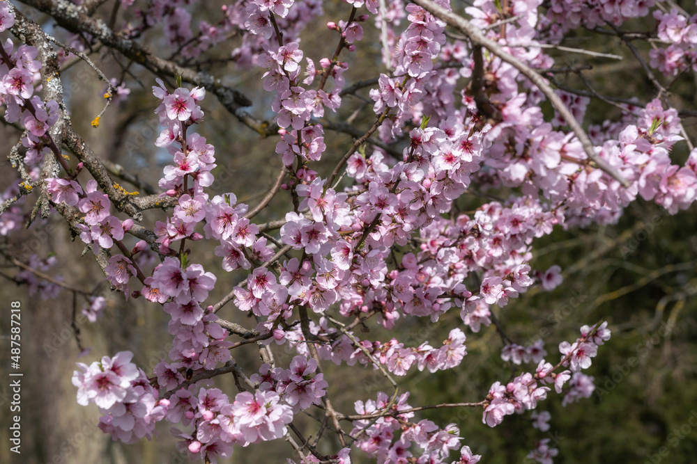 Detail of a pink blossoming almond tree near Johannisberg/Germany in the Rheingau 