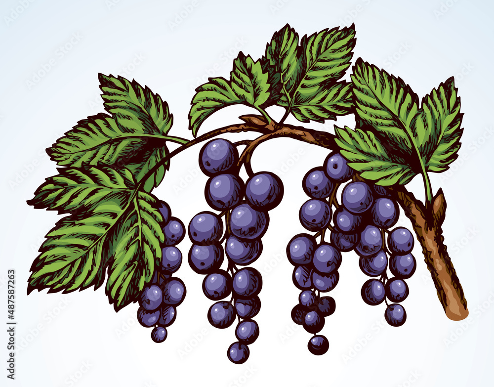 Obraz premium Currants on branch. Vector drawing