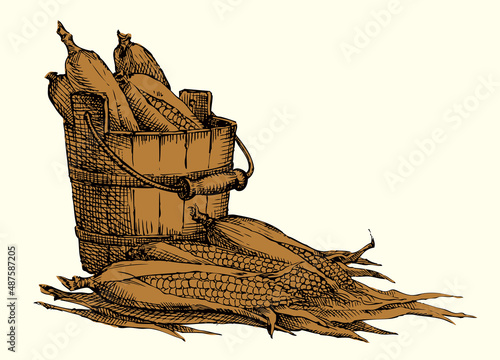 Vector still life. Sketch of the harvest of corn cobs