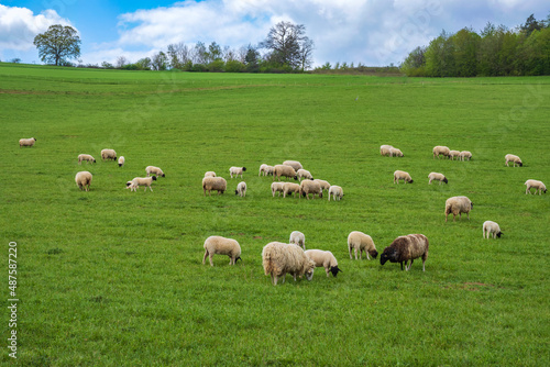 View of a herd of sheep grazing on a pasture in Rheinhessen/Germany 