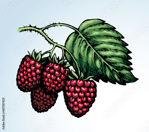 Raspberries on branch. Vector illustration