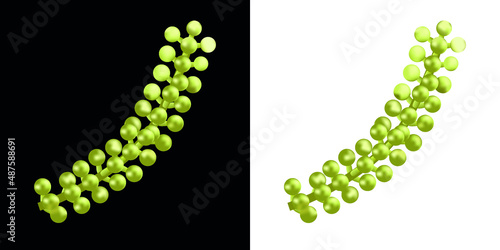 Sea cabbage Umi-budu or sea grapes, green caviar. A sprig of sea cabbage Caulerpa lentillifera. Edible seaweed. Green algae. Sea vegetable. Vector illustration.