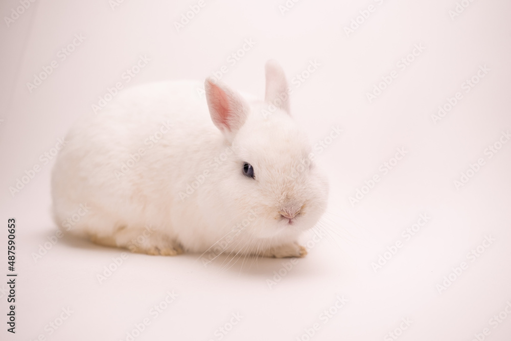 A rabbit on a white background with pink ears and blue-gray eyes looks into the camera. Angle