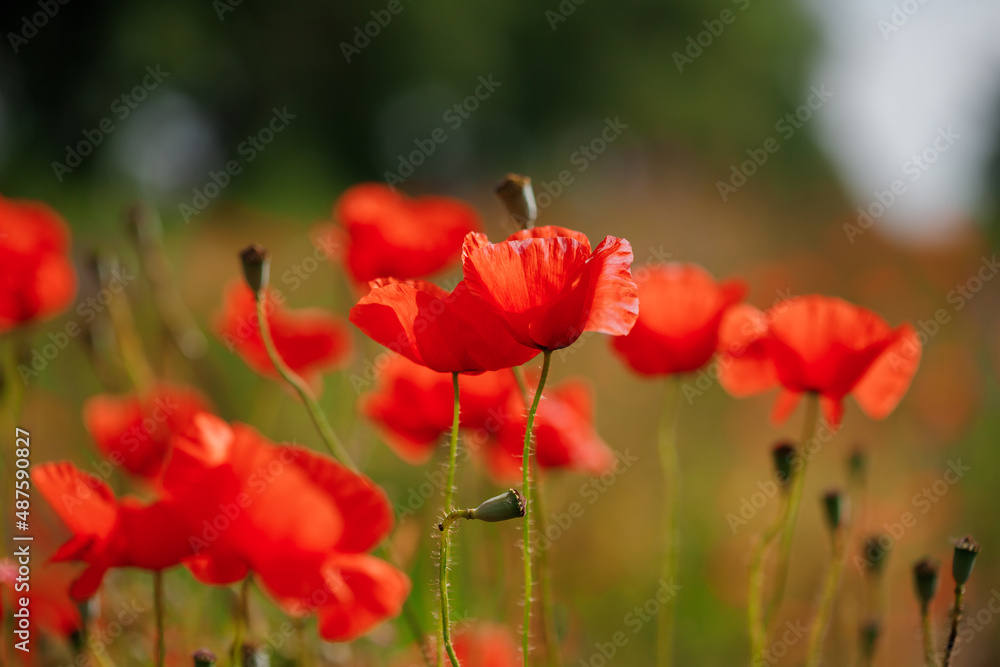 Fototapeta premium Red poppies in full blossom grow on the field. Blurred background
