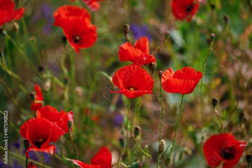 Red poppies in full blossom grow on the field. Blurred background
