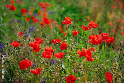 Red poppies in full blossom grow on the field. Blurred background