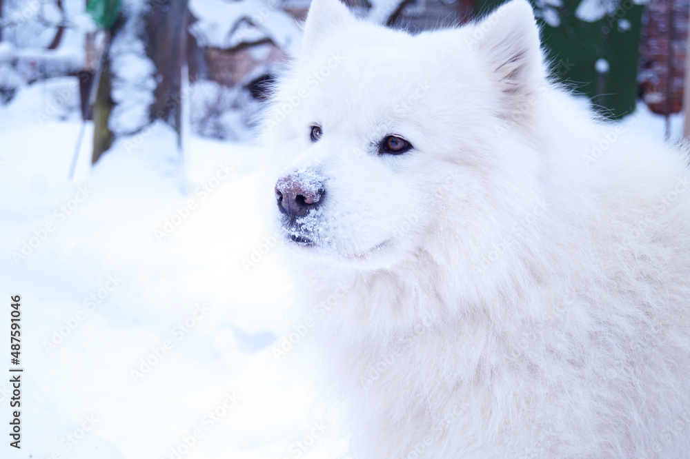 White samoyed portrait winter.Nose is covered with snow. White samoyed portrait winter.Nose is covered with snow.