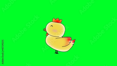 Cartoon Chicken Animation with Green Screen