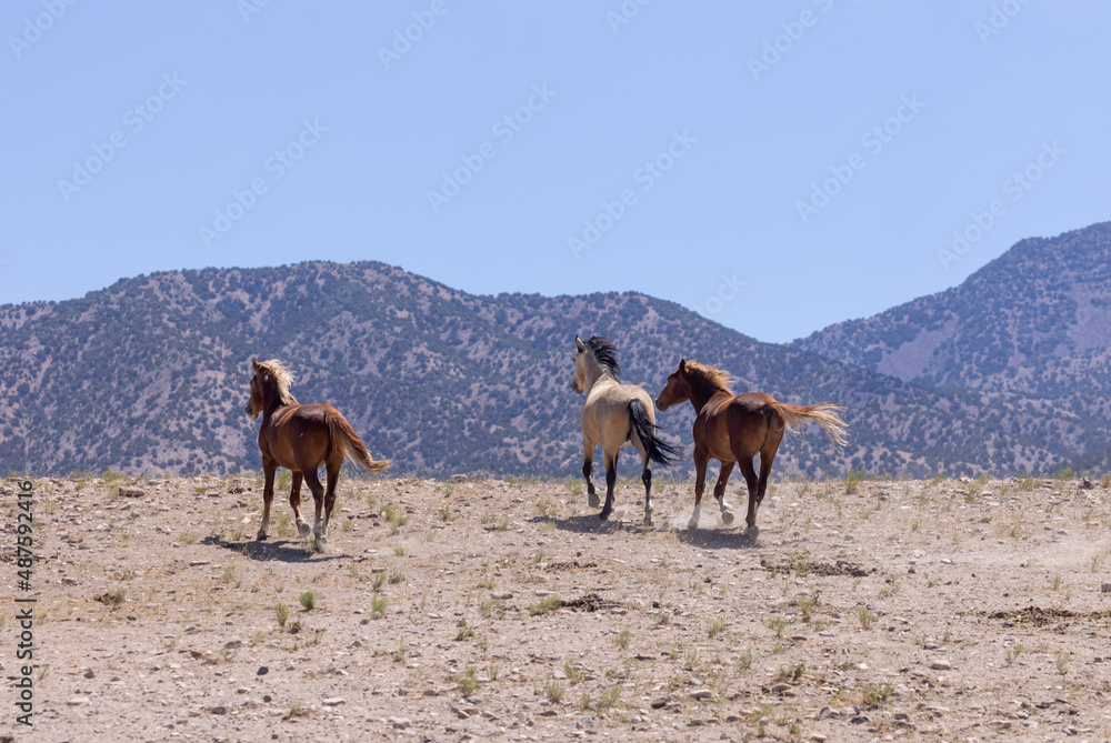 Wild Horses in Summer in the Utah Desert Wild Horses in Summer in the Utah Desert