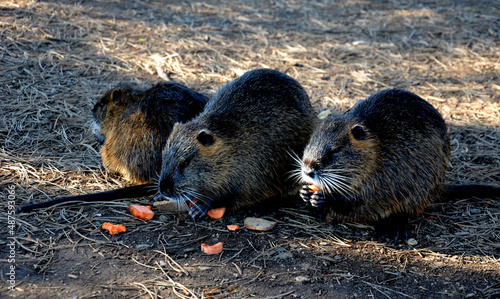 coypu released into the wild is kept near large cities where people feed them leftovers from the kitchen. strengthening the banks with stones or willow rods can undermine the burrows photo