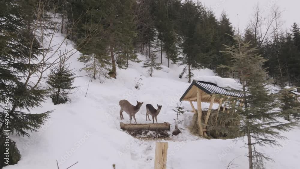 Deers eating near crib in winter forest at Carpathian Mountains Deers eating near crib in winter forest at Carpathian Mountains