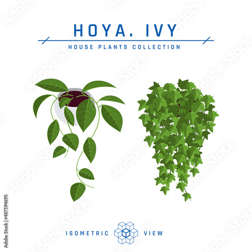 Pot ivy isometric icons in flat style, vector