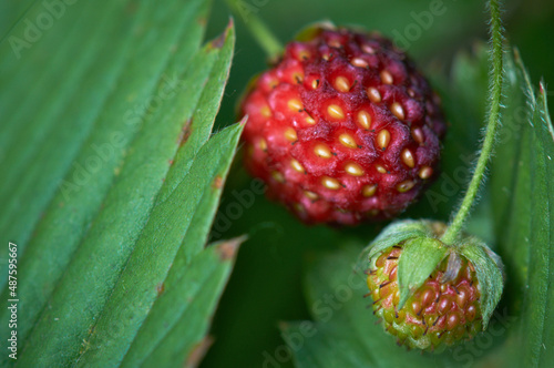Strawberry berries are ripened on strawberry bush in the garden