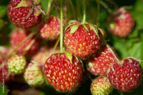Strawberry berries are ripened on strawberry bush in the garden