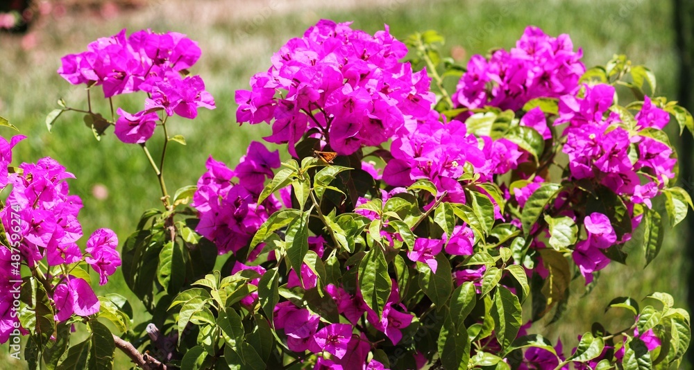 Photography of beautiful plants in the garden. Photography of beautiful plants in the garden.
