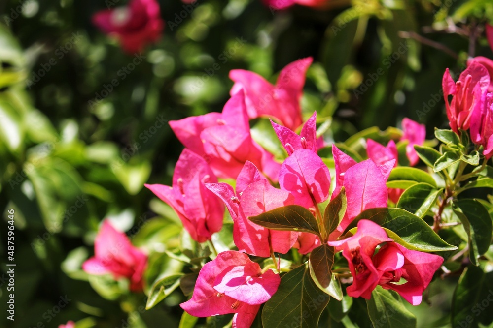 Photography of beautiful plants in the garden.