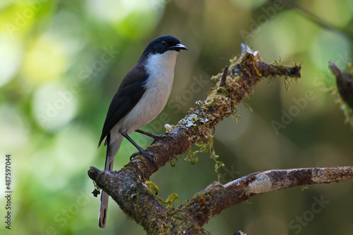 A closeup of the black-headed sibia. Heterophasia desgodinsi. photo