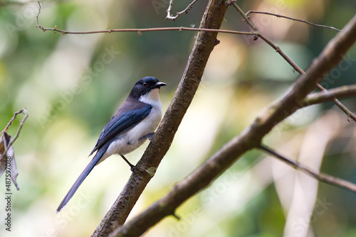 A closeup of the black-headed sibia. Heterophasia desgodinsi. photo