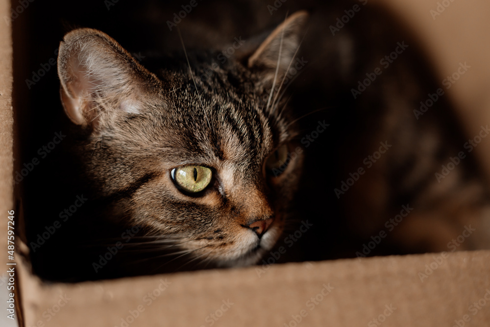 cat with green eyes lies in a cardboard box on the floor. High quality photo