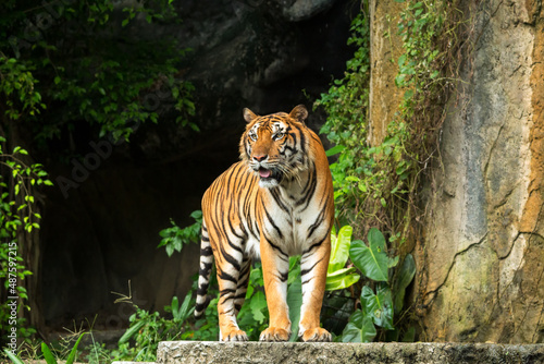 Indochinese Tiger standing in front of tunel of forest; Panthera tigris corbetti coat is yellow to light orange with stripes ranging from dark brown to black photo