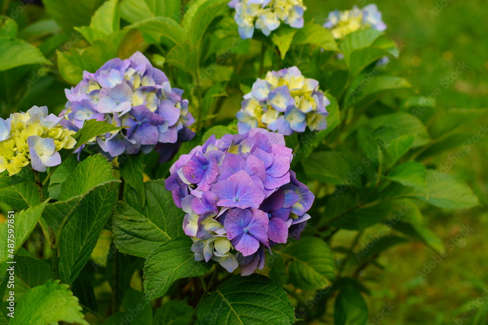 Hydrangea flowers - Hydrangea macrophylla - Beautiful bush of in a garden Hydrangea flowers - Hydrangea macrophylla - Beautiful bush of in a garden
