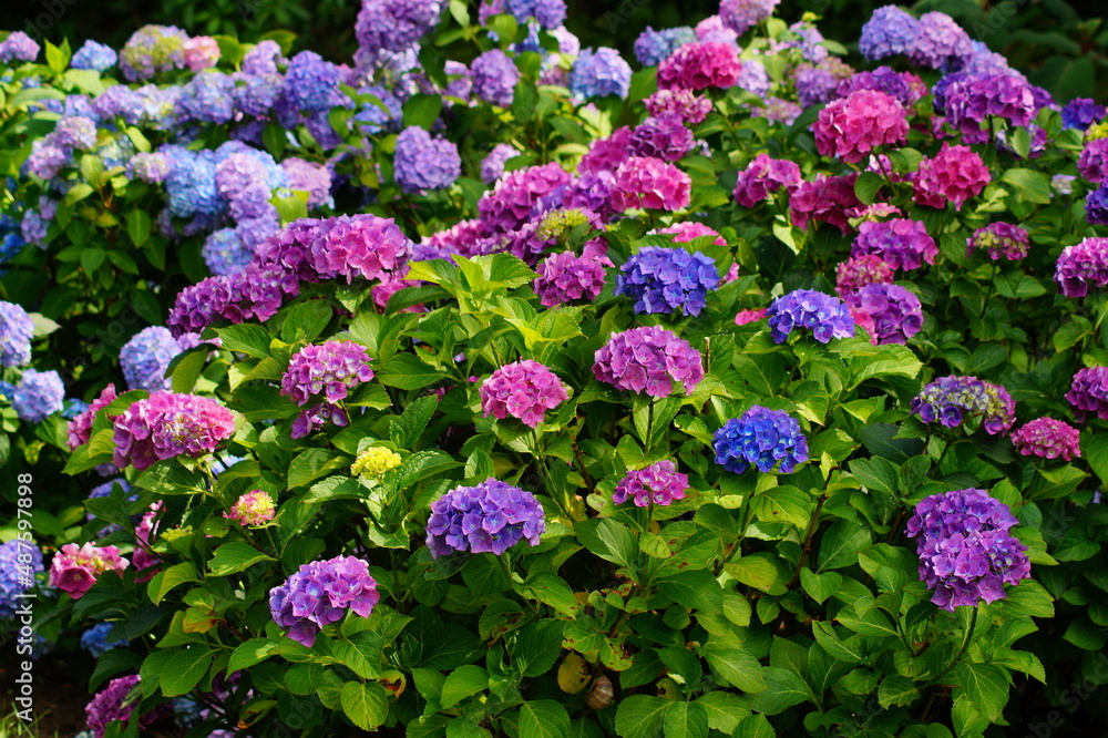 Hydrangea flowers - Hydrangea macrophylla - Beautiful bush of in a garden Hydrangea flowers - Hydrangea macrophylla - Beautiful bush of in a garden