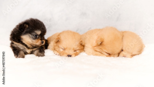 Cute sleeping puppies of pomeranian spitz