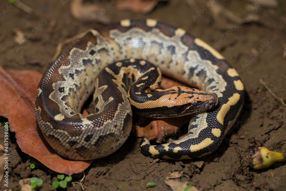 Borneo short-tailed blood python snake (Python curtus breitensteini)
Borneo short-tailed blood python snake (Python curtus breitensteini)