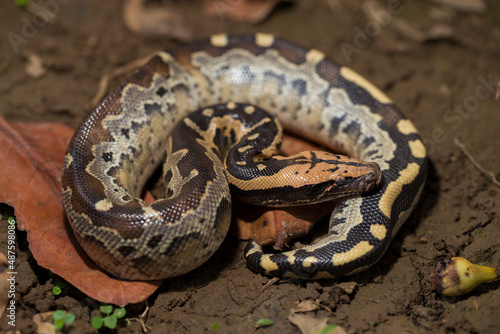 Borneo short-tailed blood python snake (Python curtus breitensteini)
