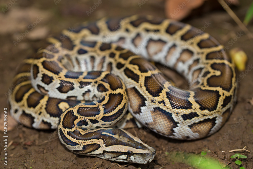 Obraz premium Snake Burmese Python molurus bivittatus 