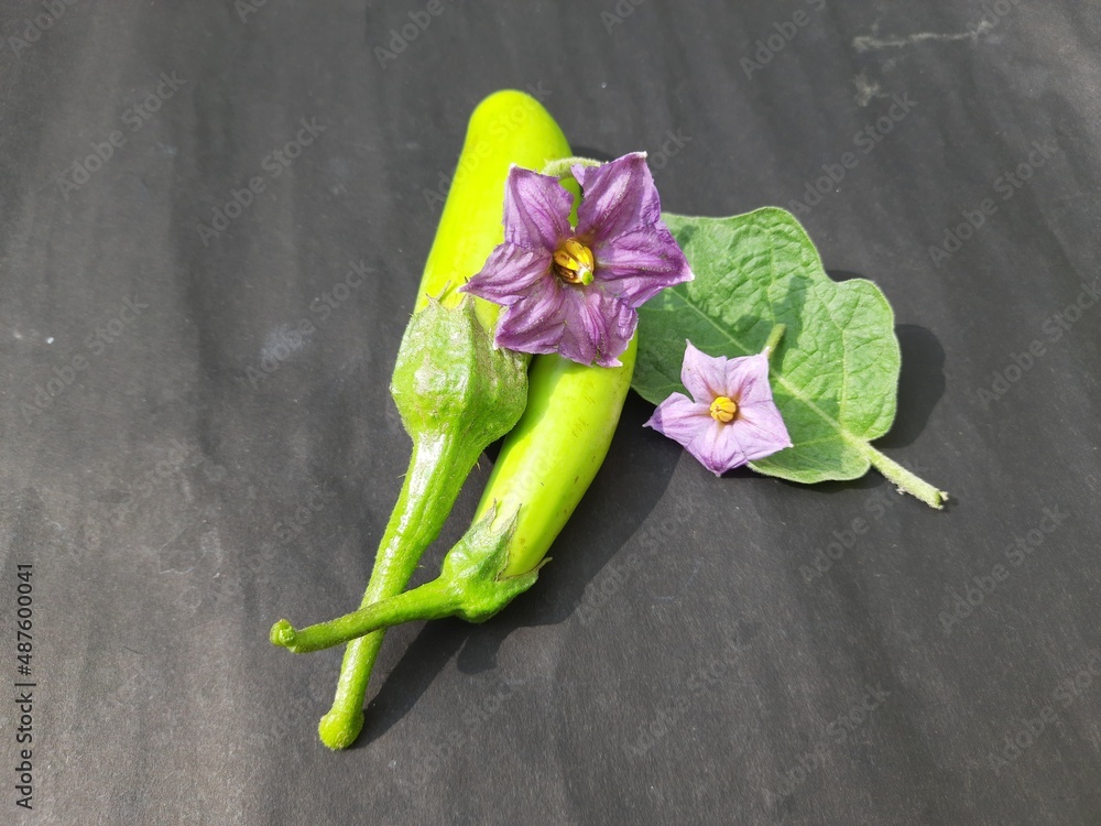 Eggplant with flower in black background. Its other names aubergine and brinjal. It is a plant