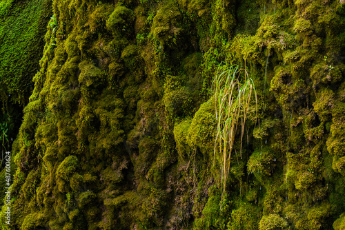 a small waterfall overgrown with moss and grass, everything is green, you can see the soil through the plants, spring time gives beauty and warmth