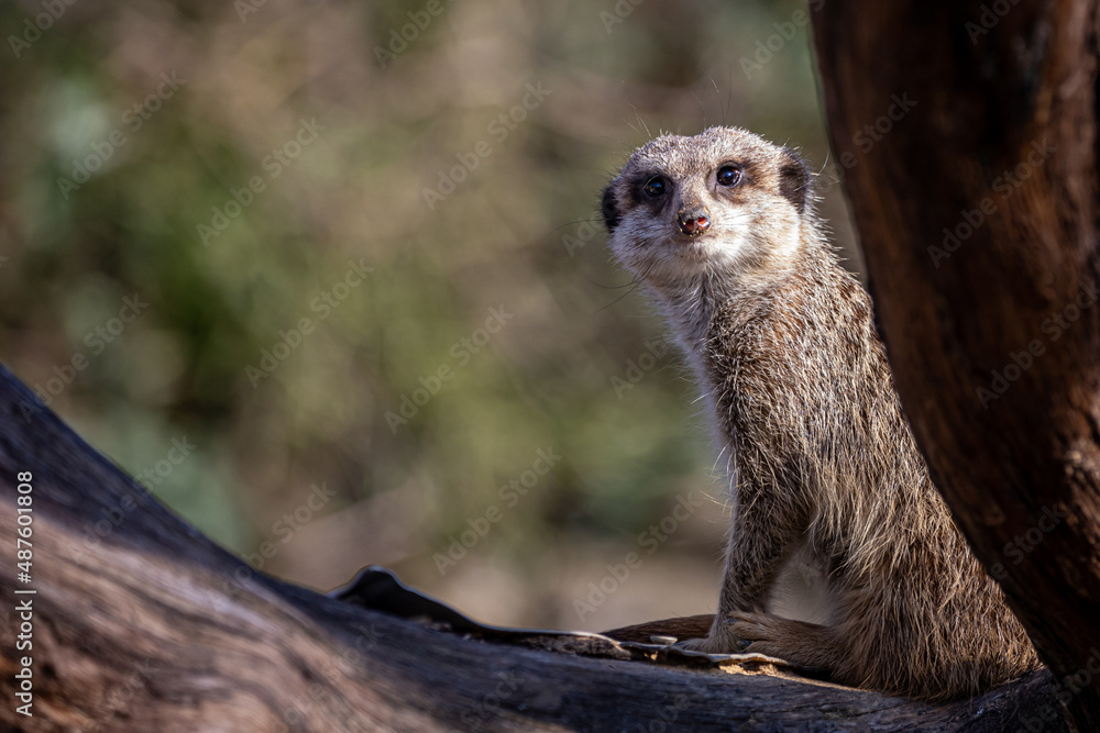 Fototapeta premium a meerkat watching from behind a tree branch