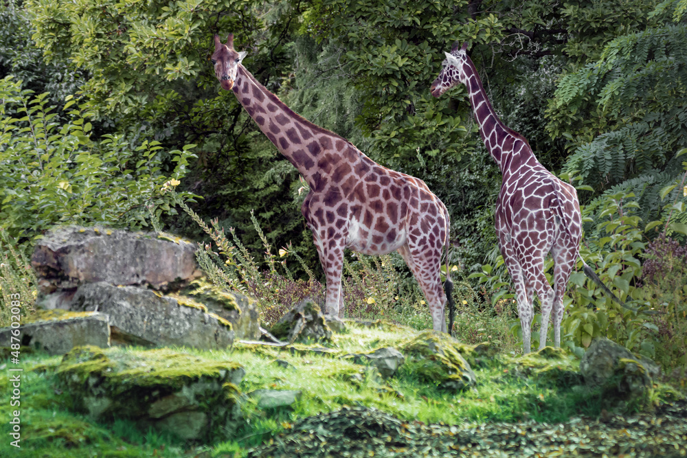two giraffes standing in the forest eating tree leaves two giraffes standing in the forest eating tree leaves