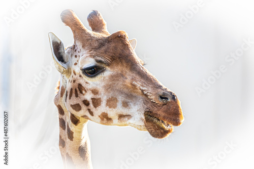 high key portrait of a tall giraffe