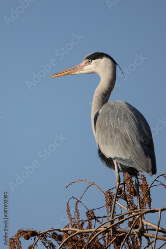 a grey heron standing in a tree top