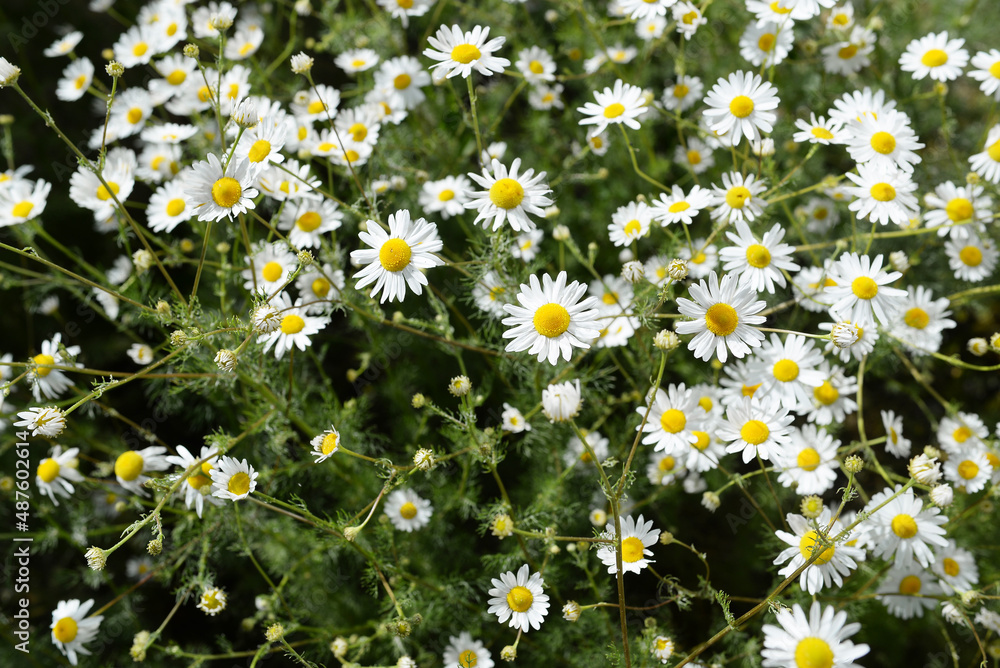 a lot of pharmacy daisies on the field in summer a lot of pharmacy daisies on the field in summer
