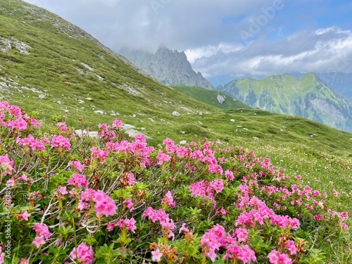 Blooming alpine roses in Raetikon mountains, close to Zimba. Vorarlberg, Austria.