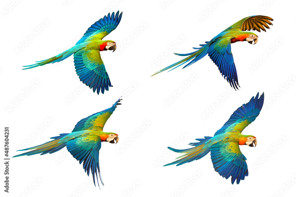 Obraz premium Set of Catalina parrot flying isolated on white