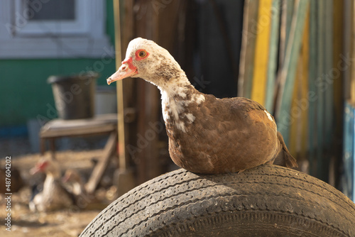 Close-up shot of a domestic Muscovy duck sitting on a car tire in the farm on a sunny day photo