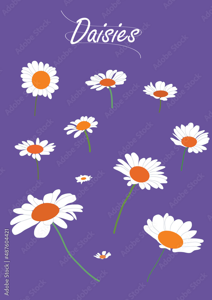 daisies daisies