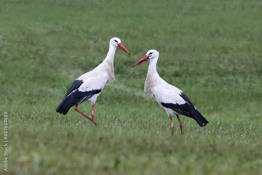 Beautiful couple of white storks (Ciconia ciconia) standing on a green grass field. Two common storks eating bugs on a cloudy day. Cute male and female birds and natural environment.