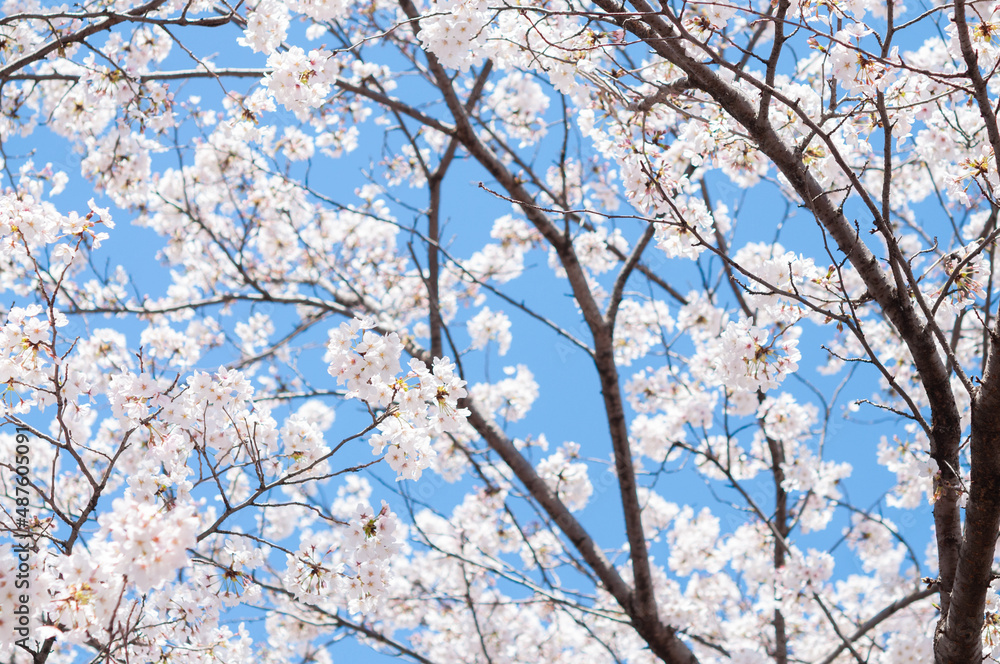 満開の桜の花 ソメイヨシノ 背景に青空 日本の春 満開の桜の花 ソメイヨシノ 背景に青空 日本の春